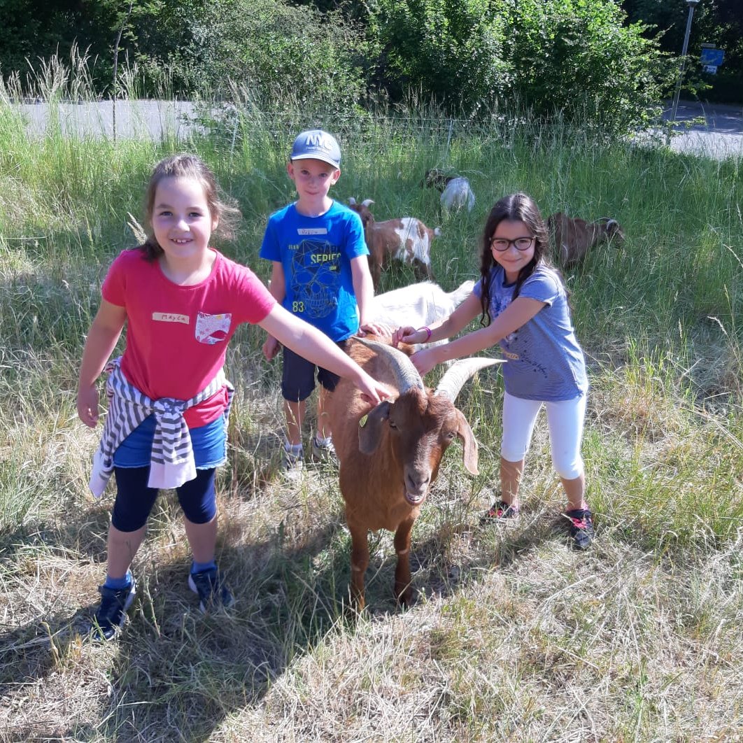Drei Kinder stehen auf einer Wiese mit Ziegen und streicheln eine Ziege.