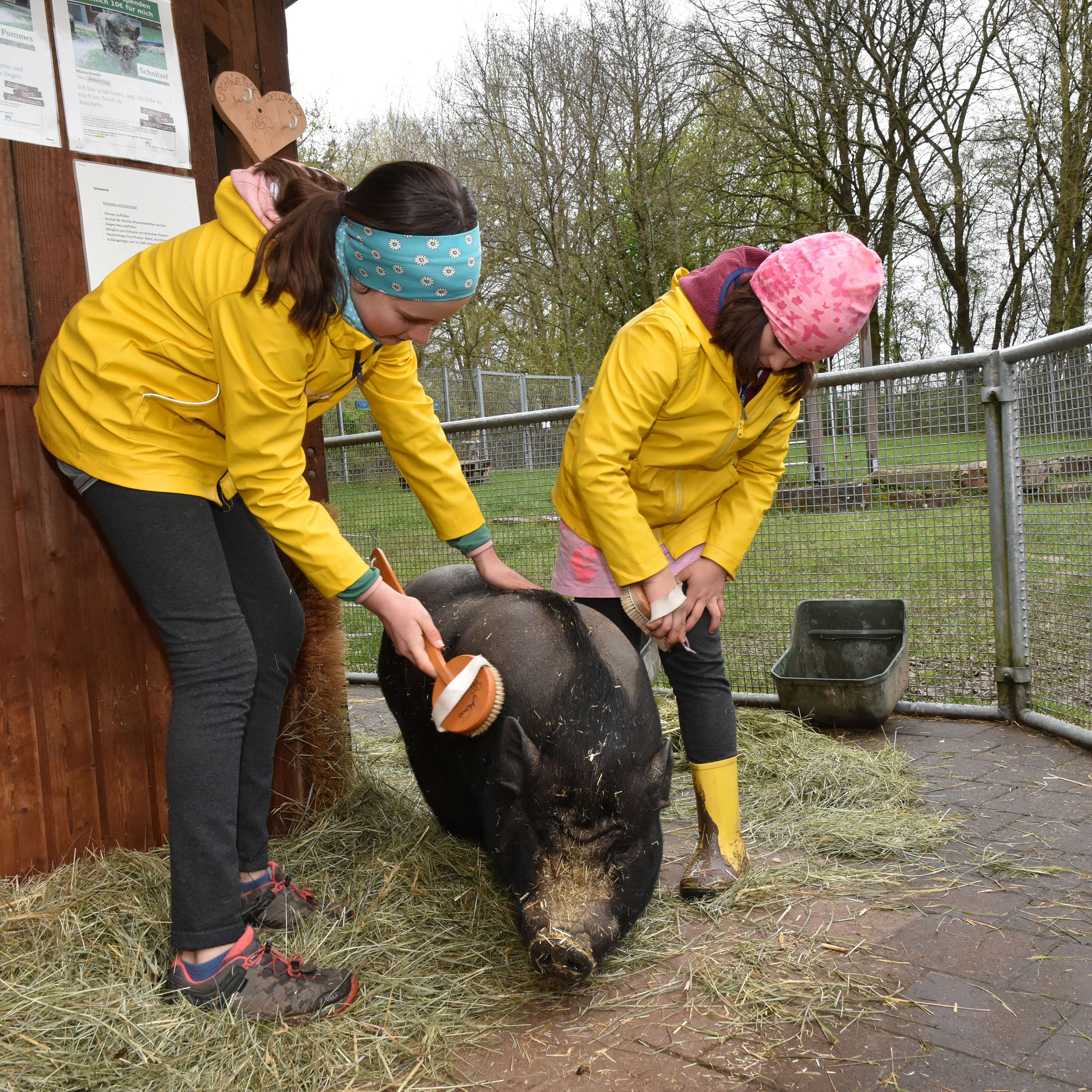 Zwei Mädchen bürsten ein Hängebauchschwein.