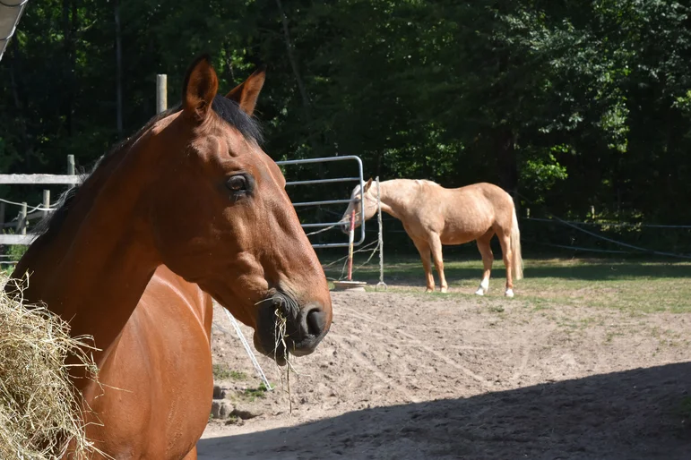 Zwei Pferde stehen auf einer Koppel, das Pferd im Vordergrund frisst Heu.